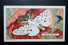 White Ermine Moth   Vintage Card # CAT A  