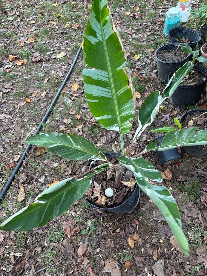 Planta Musa Florida Variegada tamaño 3 galones raíces tropicales muy bien desarrolladas Foto 1 de 1