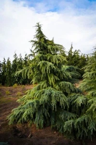 8 Deodar Cedar Tree Seeds - Picture 1 of 1