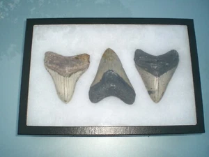 Riker Display Case 12 Pack 16 x 12 x 3/4 Pocket Knives Pin Medal USA Shadow Box - Picture 1 of 12