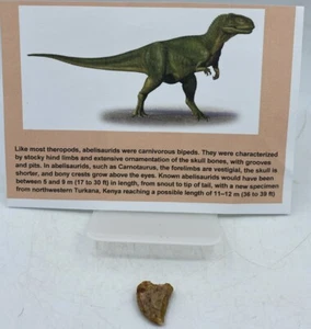 Dientes de rapata Abelisaurus dinosaurio cretácico Marruecos certificado de autenticidad real sin reparación A57 - Imagen 1 de 2