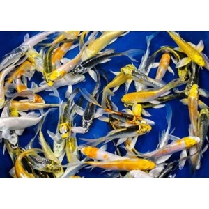 Carpe Koi Butterfly colorazioni assortite SELEZIONATE. Pesci laghetto, koi pond - Imagen 1 de 1