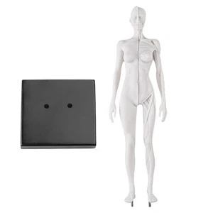 30cm White Female Anatomy Model Muscles & Bones for Medical Study Sculpture - Picture 1 of 23