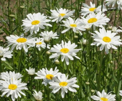 Shasta Daisy Flower Seeds, 'ALASKA', Chrysanthemum Maximum,  - Image 1 of 2