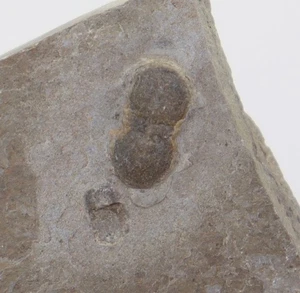 Trilobit, Peronopsis interstricta, Kambrium, Millard County Utah, USA -m162 - Picture 1 of 3