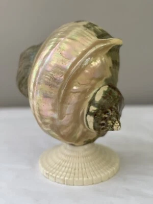 Antiguo Art Deco Nouveau Nautilus Seashell Sea Shell Figura Lámpara Pantalla Espécimen Foto 1 de 4