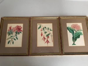3 Antique Framed Botanical Plates. Outstanding Hand-Coloring. Must see! - Picture 1 of 13