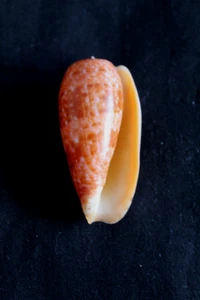 Llamativo concha marina 'Bubble Cone' (SB 2) - Imagen 1 de 2