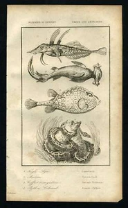 REQUIN MARTEAU POISSON COFFRE PYTHON ROYAL gravure 1838 - Imagen 1 de 1