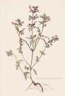 Sumpf-Lusekraut - Pedicularis palustris Farbdruck von 1955 Wolfskraut