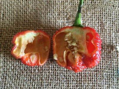100 Dragons Breath Chili Pepper Seeds New World Record Peppers Seed Vegetable - Image 1 of 2