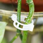 50/100 pièces support de plante de jardin tomate légume pour clip de serre à ficelle treillis