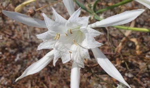 10 x Pancratium Samen Trichternarzisse Narzissen Blumen Pflanzen weiß Korsika - Bild 1 von 10