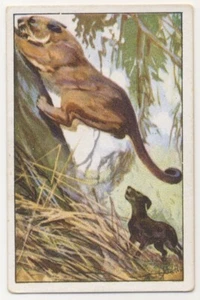 PUMA JAGD AMERIKA HUNT AMERICA CHASSE AMÉRIQUE JAGD FANG IMAGE CARD 1930's - Picture 1 of 2