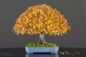 Liquidambar Styraciflua, Amerikanischer Süßgummibaum, Bonsai Eigenschaften - 100 Semente - Bild 1 von 4