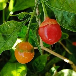 7 Pod Bublegum Mini Red,10 semillas,Capsicum chinense (451) - Picture 1 of 2