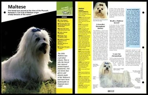Maltese - Breed - Dogs Of The World Atlas Fact File Card - Picture 1 of 1