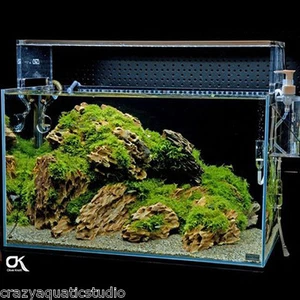 Scelta casuale ADA Dragon pietra acquario roccia muschio pianta gamberetti acquascaping - Foto 1 di 7