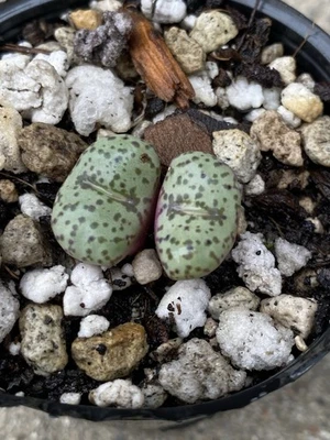 conophytum obcordellum mundum rare exotic succulents miniature plant  - Image 1 of 3