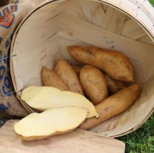 10 Sweet Potato Slips Plants - O'Henry White (Vining) - Non GMO & Chemical Free