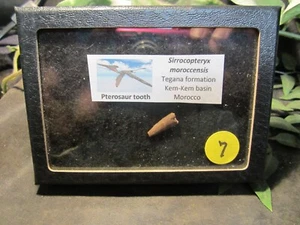 Dinosaur Bone Tooth Pterosaur Pterodactyl Kem Kem Morocco with Display Case - Picture 1 of 7