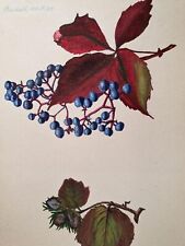 Aquarell auf Papier, Blumen / Pflanzen-Montiv, signier & datiert, 1921