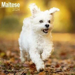 Calendrier 2024 - BICHON MALTAIS - Picture 1 of 2