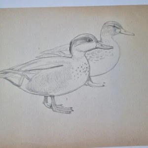 Sir Peter Markham Scott Unsigned Pencil Drawing Of 2 Ducks - Picture 1 of 9