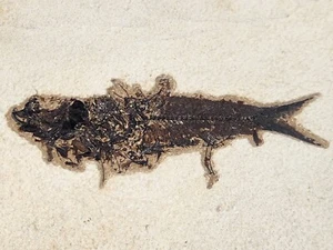 Knightia eocaena Fossil Fish - Eocene - Green River Fm. - Kemmerer, WY - Picture 1 of 6