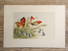 Artist Postcard Butterfly Flowers Grasses 1950-60s Butterflies Insects 