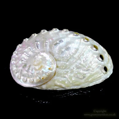 Pearlised Abalone Shell 5-7cm perfect for crafts | stunning iridescent finish - Image 1 of 4