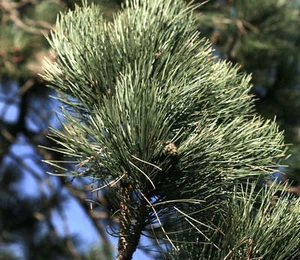 Pinus nigra - Imagen 1 de 2