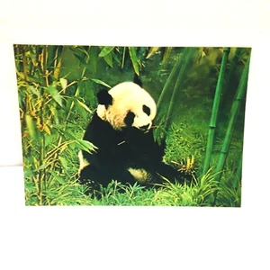 Panda Animal 3-D 3D Postcard Unposted Wonder Co. 1970s Vintage Printed Japan - Picture 1 of 2