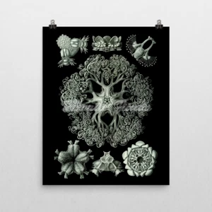 Ernst Haeckel ArtForms in Nature, Ophiodea Brittle Star. Biology Art Print 16x20 - Picture 1 of 2