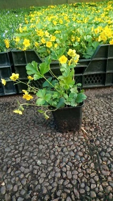 Bodendecker Waldsteinia ternata T.B.9   75 Stück - Bild 1 von 4