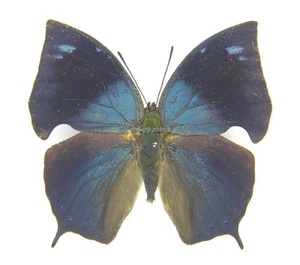 Unmounted Butterfly/Nymphalidae - Memphis moruus morpheus, male, Peru - Picture 1 of 2
