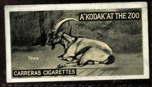 Tobacco Card, Carreras, KODAK AT THE ZOO, A Series, 1924, Ibex, #47