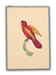 Pintura en miniatura hecha a mano de pájaro Psittacus Domicella 9 X 6 pulgadas "PN13187" - Imagen 1 de 5