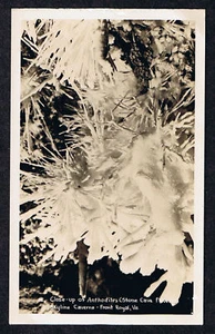 POSTAL SKYLINE CAVERNAS FRONTAL ROYAL VA RPPC TRASERA INDIVISA VIRIGINIA - Imagen 1 de 2