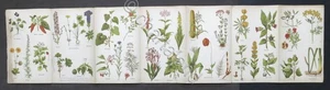 F. Borsetta - Per curarsi con le erbe - Tavole illustrate - anni '40 - Picture 1 of 2