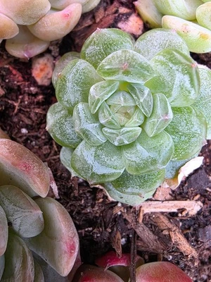 Imported white lover  succulent 5pc - Image 1 of 4