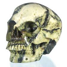 6.97" Natural Yellow Turquoise  Human Skull Collectibles Metaphycal Healing #33N