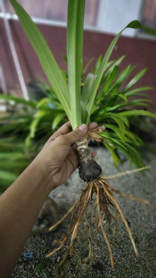 Crinum Asiaticum - remedies for wounds, swelling, joint pain, and other ailments - Image 1 of 4