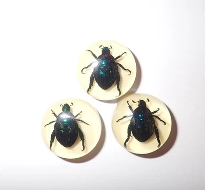 Insect Cabochon Blue Cockchafer Beetle Round 19 mm Amber white 3 Pieces Lot - Image 1 of 4