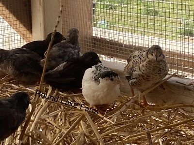 Beautiful Fertile Button Quail Hatching Eggs
