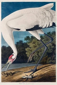 Hooping Crane from J.J. Audubon Birds of America Giclee Art Print + Ships Free - Picture 1 of 4