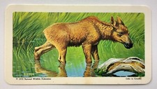 Animals and Their Young Moose No 43 Red Rose Tea Card CC631