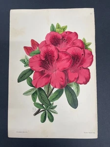 Botaniche, fiori, stampe antiche, James Andrews, rivista floreale, 1866, #113 - Foto 1 di 1