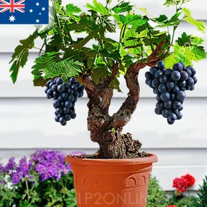 Traubenkerne Zimmerpflanze Bonsai Dwarf Mini Tree Vine 50 RARE grape Seeds Fruit - Bild 1 von 3