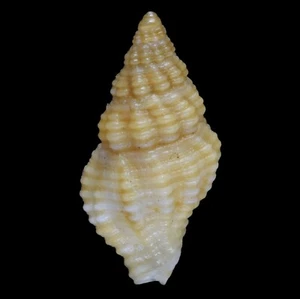 ENGINA OBLIQUICOSTATA (Zamboanga, Philippines) 8.2mm #47525 - Picture 1 of 3